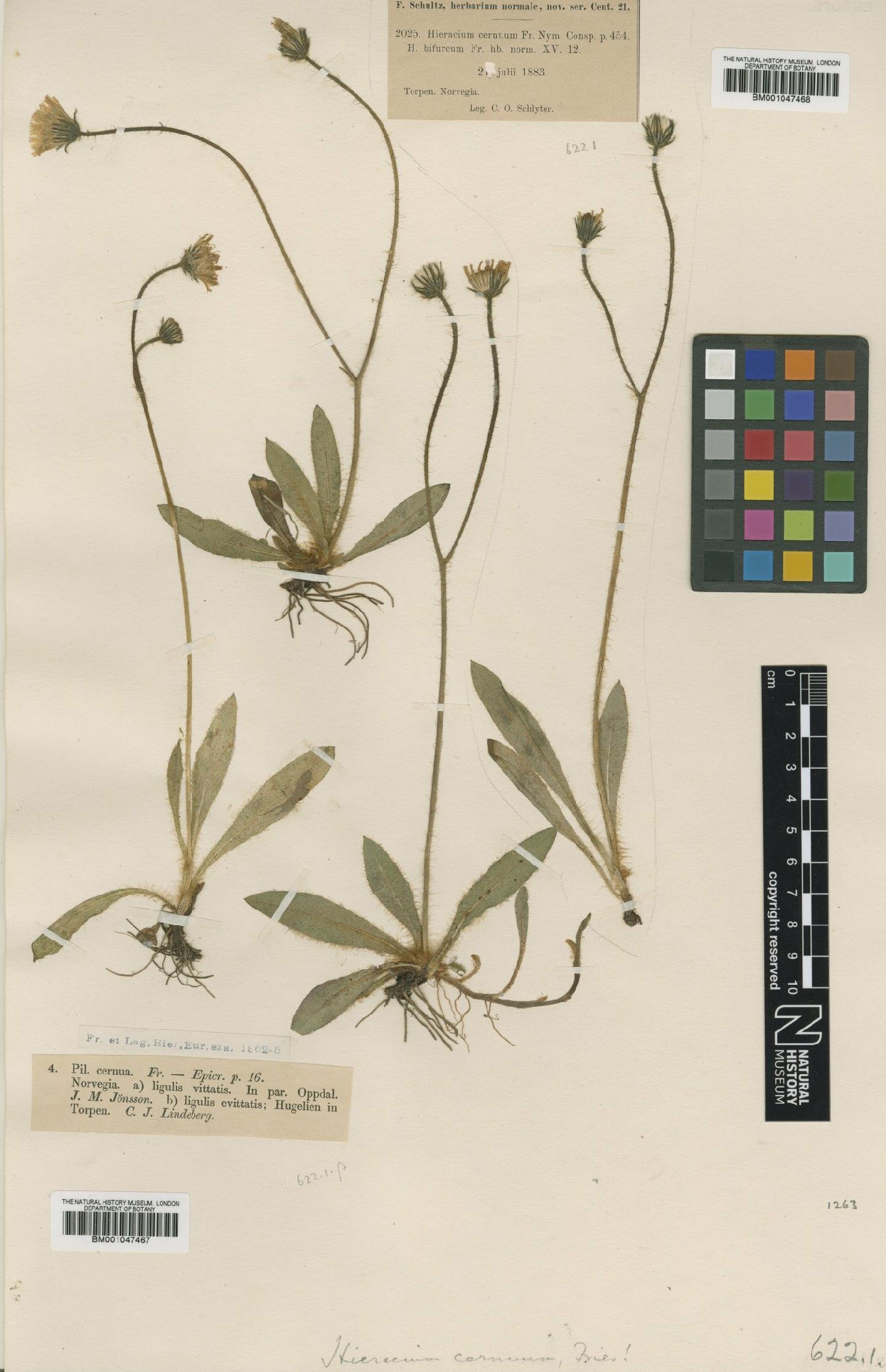 To NHMUK collection (Hieracium cernuatum (Sudre) Zahn; NHMUK:ecatalogue:2816123)