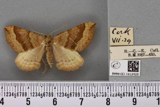 Scotopteryx chenopodiata ab. birgittae Nordström, 1940 - BMNHE_1612920_305681