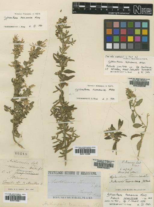 Cyphanthera tasmanica Miers - BM000629242