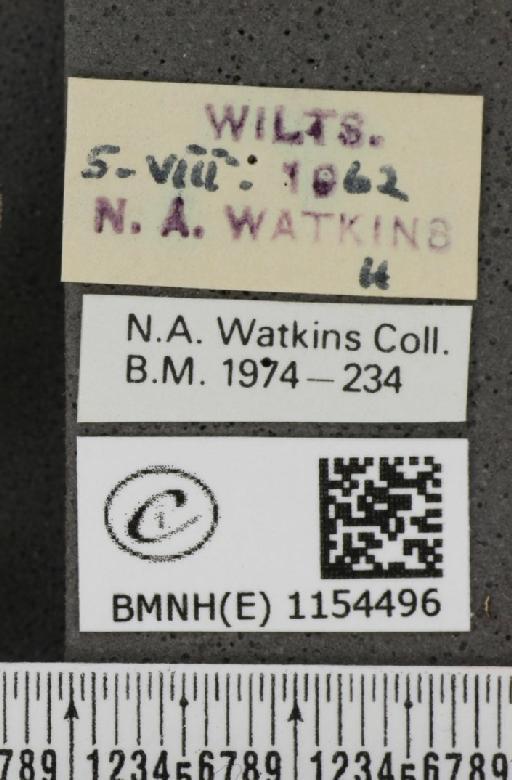Lysandra coridon ab. cuneata Tutt, 1910 - BMNHE_1154496_label_105833