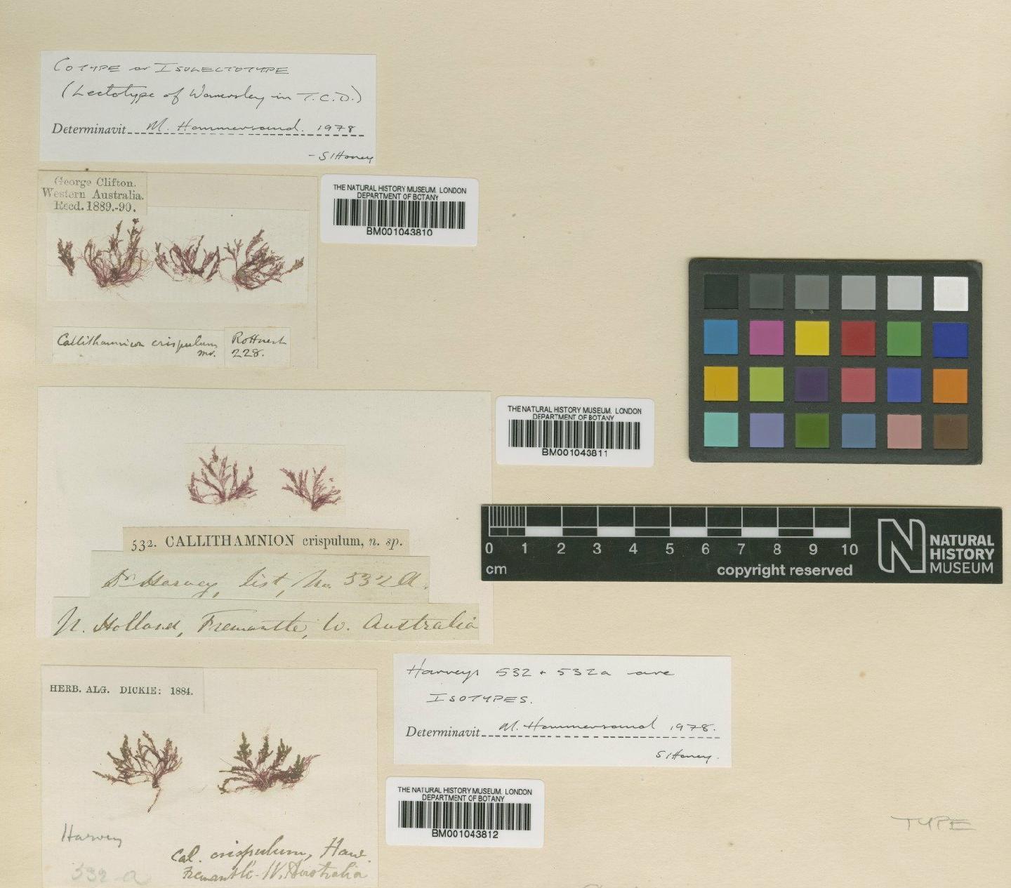 To NHMUK collection (Spongoclonium crispulum (Harv.) De Toni; Isolectotype; NHMUK:ecatalogue:2389356)