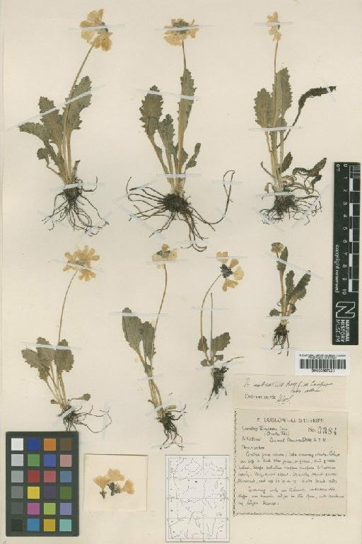 Primula umbratilis var. alba W.W.Sm. - BM000997021