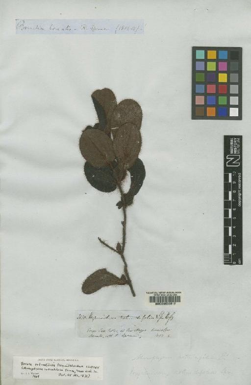 Tococa rotundifolia (Triana) Wurdack - BM000630612