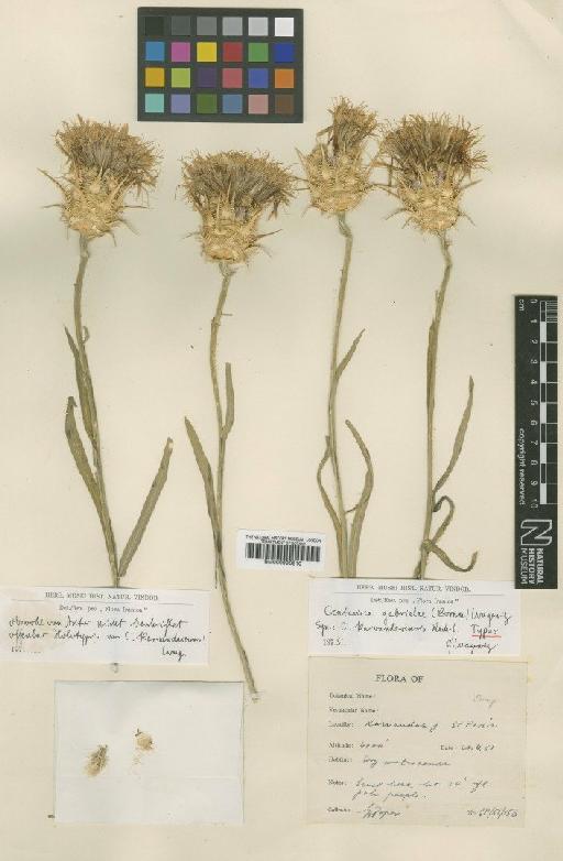 Centaurea gabrieliae (Bornm.) Wagenitz - BM000996210