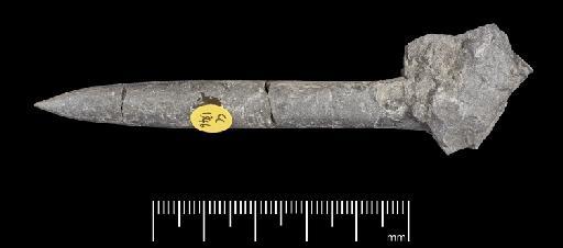 Simpsonibelus expansus (Simpson) - PI CC 1346 - belemnite