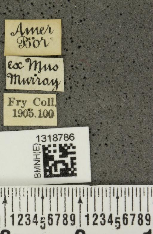 Systena frontalis (Fabricius, 1801) - BMNHE_1318786_label_26180