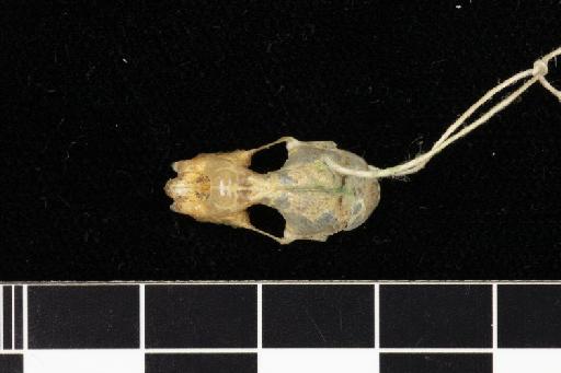 Rhinolophus klossi Andersen, 1918 - 1918_8_2_2-Rhinolophus_klossi-Holotype-Skull-dorsal