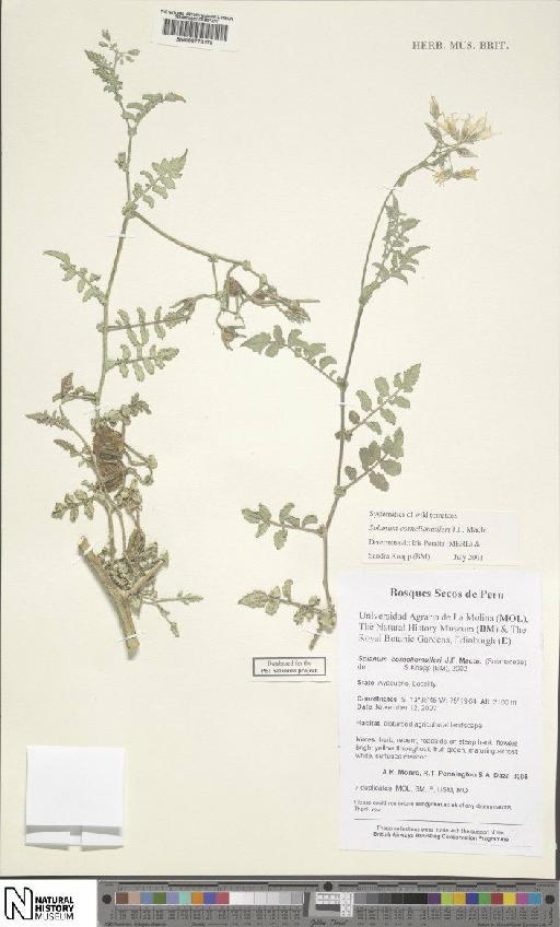 Solanum corneliomulleri J.F.Macbr. - BM000778179