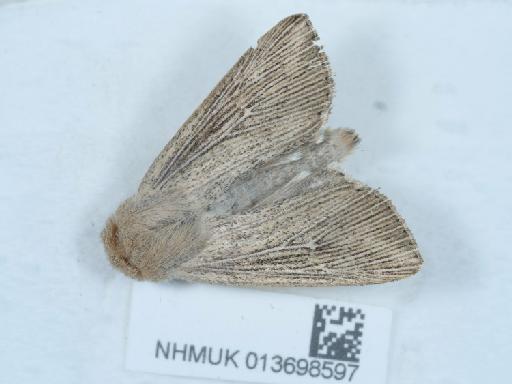 Leucania obsoleta Howes, 1906 - 013698597_3