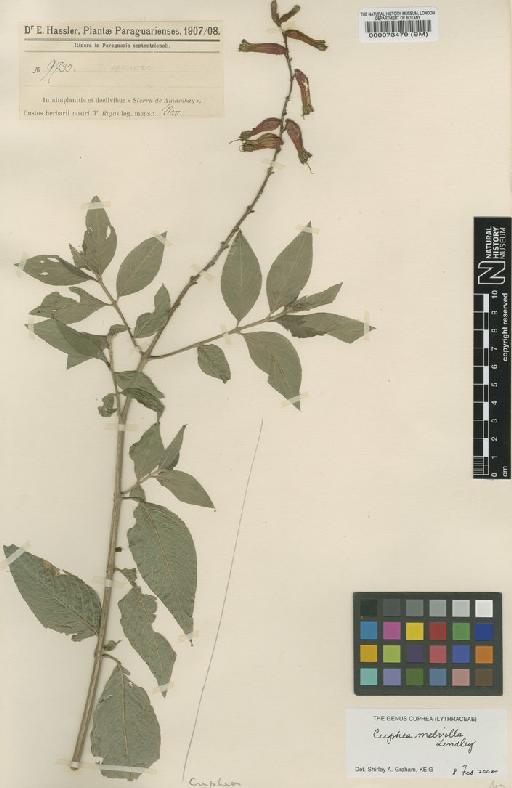 Cuphea melvilla Lindl. - BM000073479