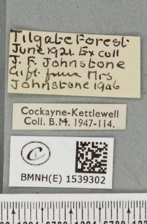 Furcula bicuspis (Borkhausen, 1790) - BMNHE_1539302_label_241986