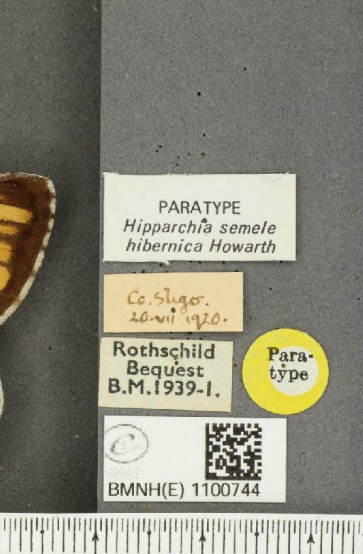 Hipparchia semele hibernica Howarth, 1971 - BMNHE_1100744_label_11835