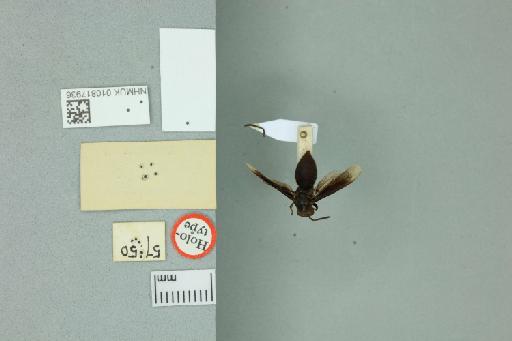 Parachartergus pseudapicalis Willink, 1959 - 010817936_Labels_Ventral