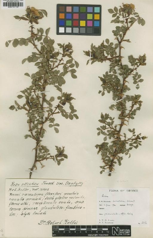 Rosa elliptica var. liophylla R.Keller - BM001041734