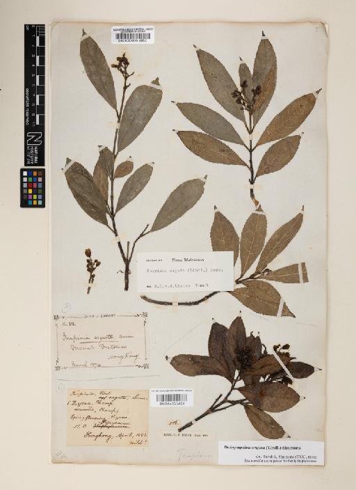 Dalrympelea arguta (Lindl.) Simmons - 014135451