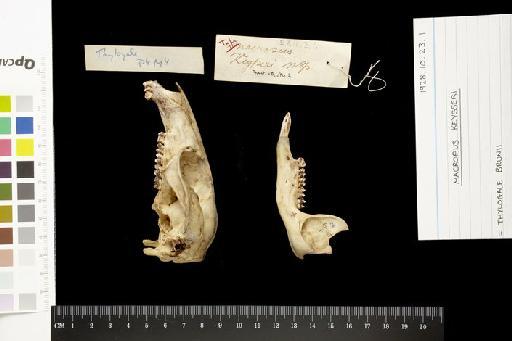 Macropus keysseri Forster and Rothschild,  1914. - 1928.10.23.1_Skull_Lateral