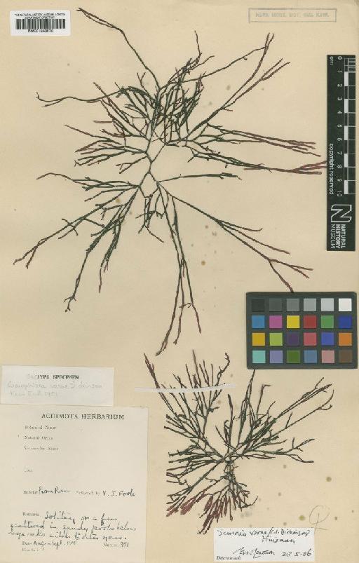 Scinaia verae (C.I.Dickinson) Huisman - BM001043870