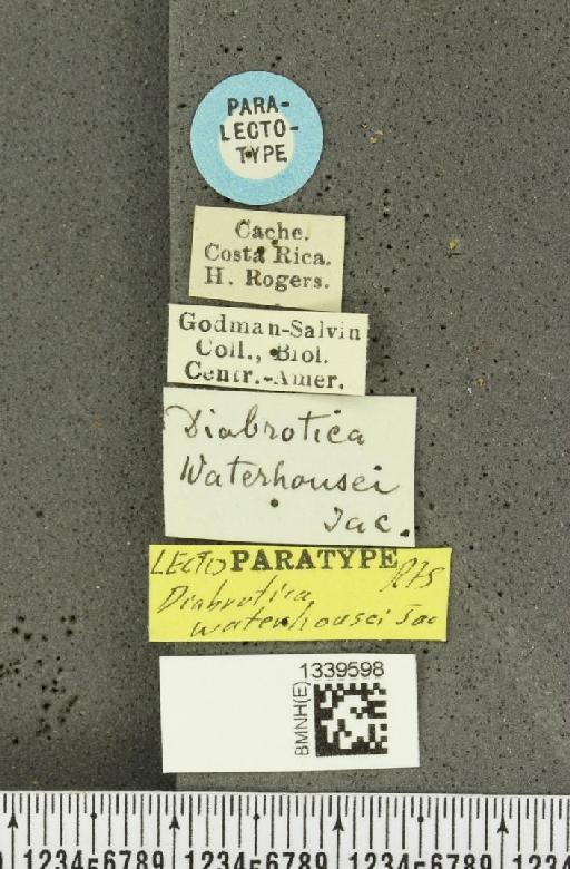 Paranapiacaba waterhousei (Jacoby, 1878) - BMNHE_1339598_label_22497