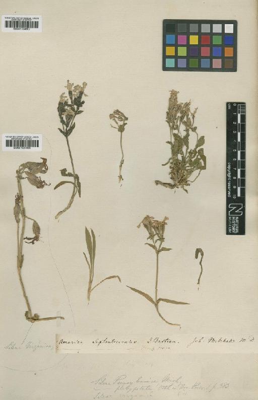 Silene virginica L. - BM001024688