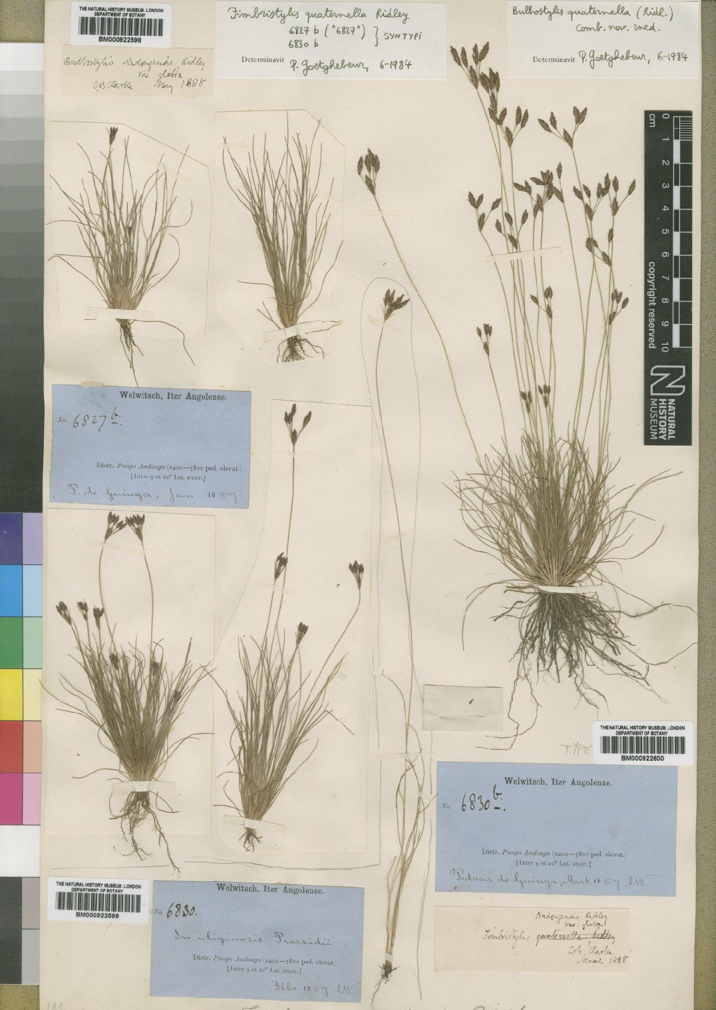 To the Natural History Museum, London (Bulbostylis quaternella (Ridl.) Goetgh. BM000922599 type 1)