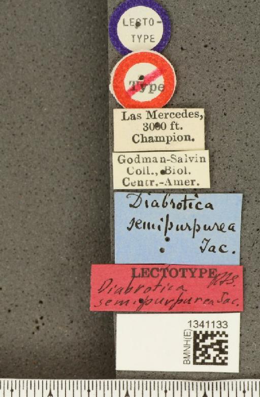Isotes semipurpurea (Jacoby, 1887) - BMNHE_1341133_label_23153