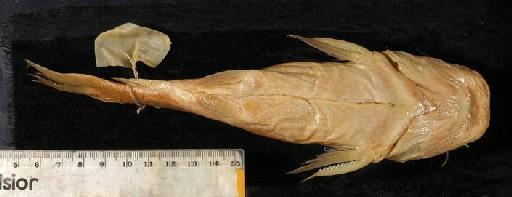 Chrysichthys platycephalus Worthington & Ricardo, 1937 - 1936.6.15.849; Chrysichthys platycephalus; ventral view; ACSI Project image