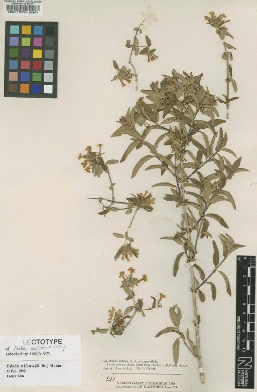 Abelia triflora R.Br. - BM000019594