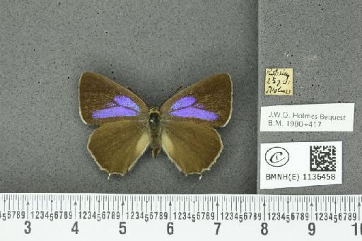 Neozephyrus quercus (Linnaeus, 1758) - BMNHE_1136458_94181