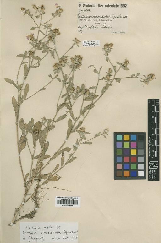 Centaurea patula DC. - BM000906219