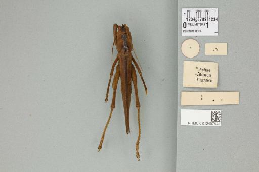 Pseudosubria decipiens Karny, 1926 - 012497848_reverse_1