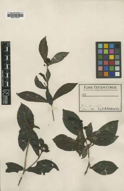 Psychotria quinqueradiata Polck - BM001009027
