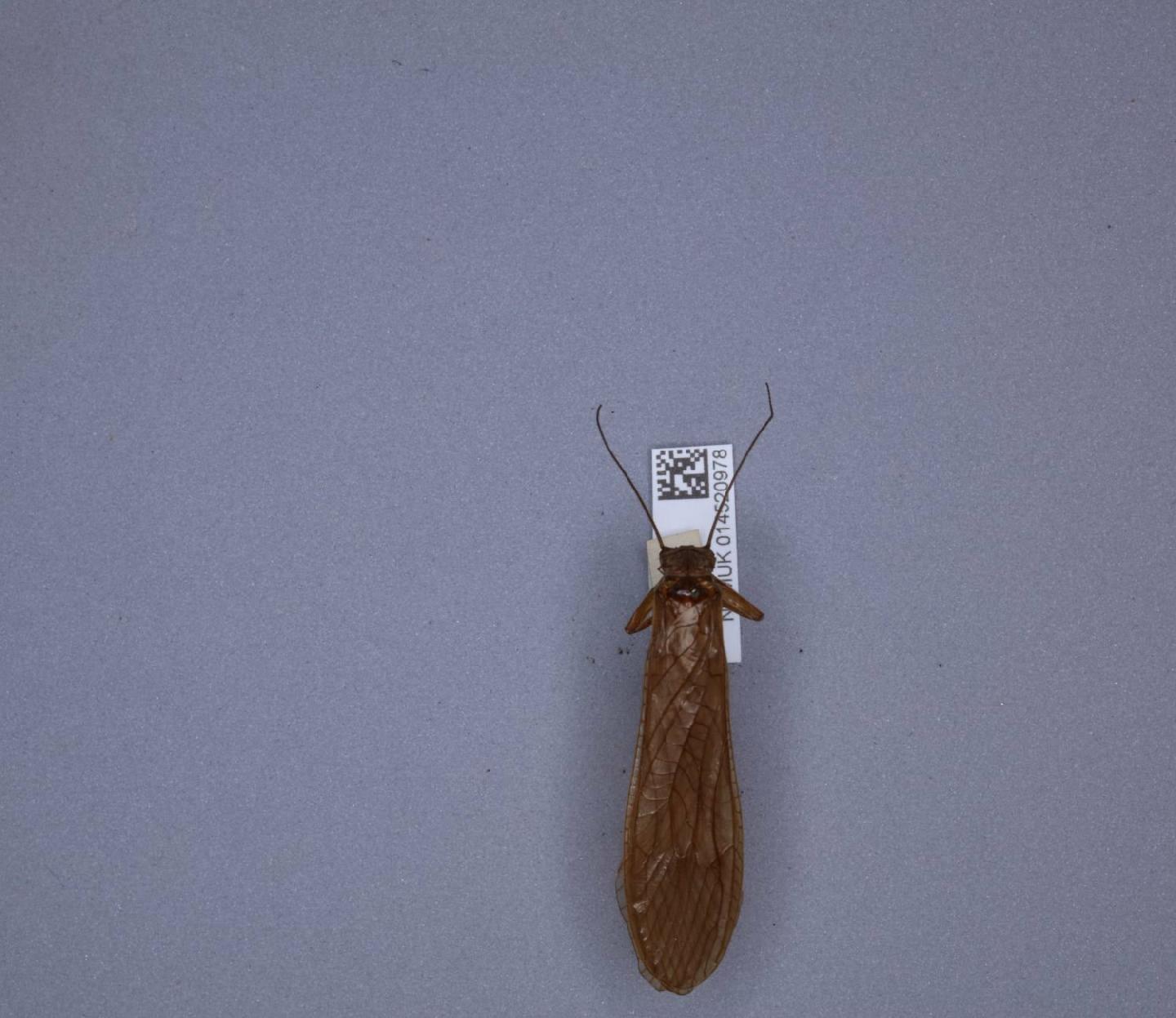 Paragnetina immarginata thumbnail