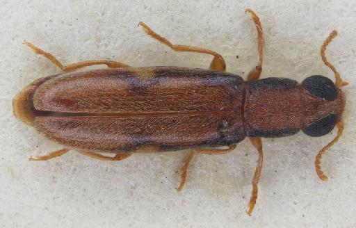 Conomorphus brevicornis (Champion, 1889) - Conomorphus brevicornis lectotype