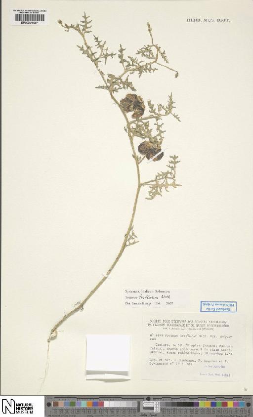 Solanum triflorum Nutt. - BM000848287