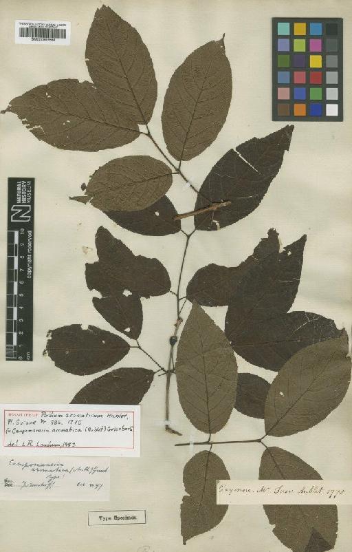 Campomanesia aromatica (Aubl.) Griseb. - BM000953694