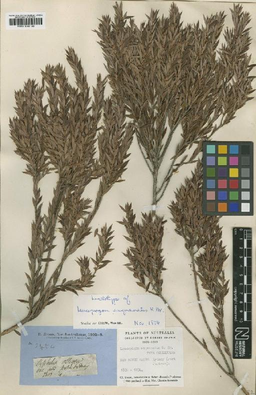 Leucopogon esquamatus R.Br. - BM001040140