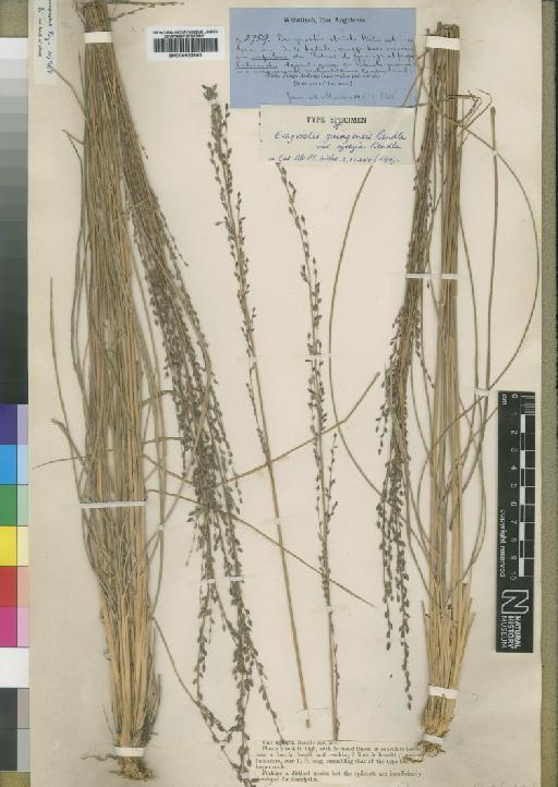 Eragrostis guingensis var. egregia Rendle - BM000922990