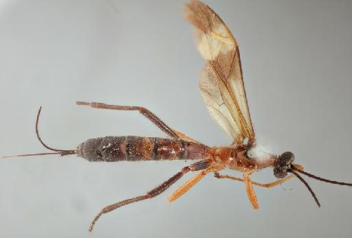 Epimecis latifasciatus Cameron, P., 1911 - Acrotaphus_latifasciatus_holotype_dorsal_010202129.jpg