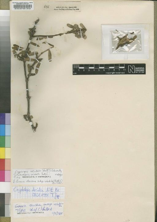 Cryptolepis volubilis (Balf) Schwartz - BM000020700