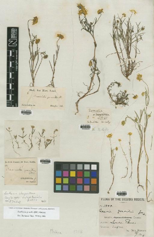 Lasthenia gracilis (DC.) Greene - BM000690271