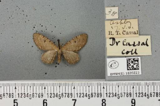 Eupithecia assimilata Doubleday, 1856 - BMNHE_1820223_391788