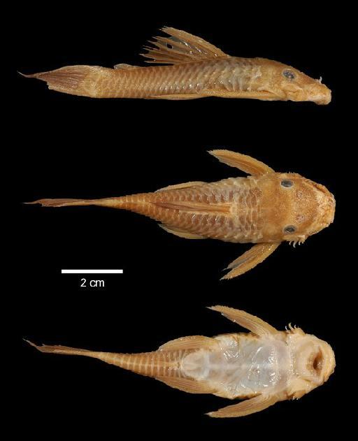 Xenocara occidentalis Regan, 1904 - 1880.12.8.69-74c; Xenocara occidentalis; type; ACSI Project image