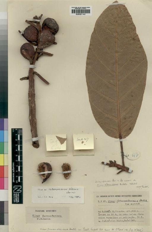 Ficus chlamydocarpa subsp. fernandesiana (Hutch) C.C.Berg - BM000911440