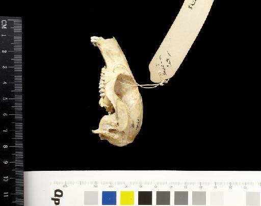 Macropus lunatus Gould, 1841 - 1841.1131_Skull_Lateral