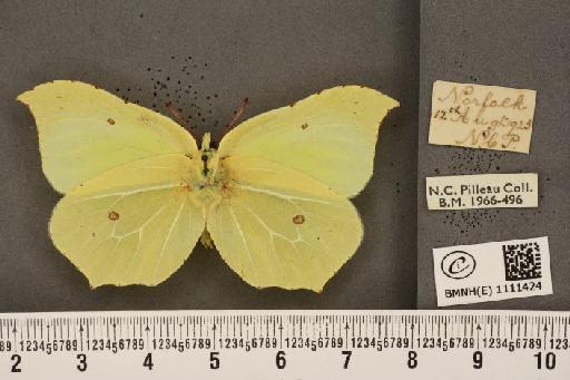 Gonepteryx rhamni rhamni Linnaeus, 1758 - BMNHE_1111424_64577