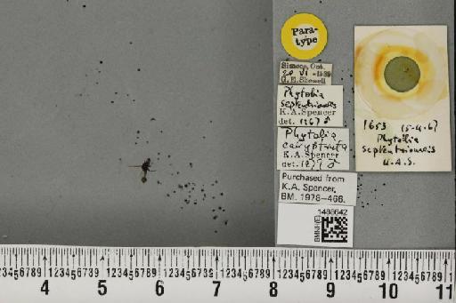 Phytobia calyptrata (Hendel, 1923) - BMNHE_1488642_52489