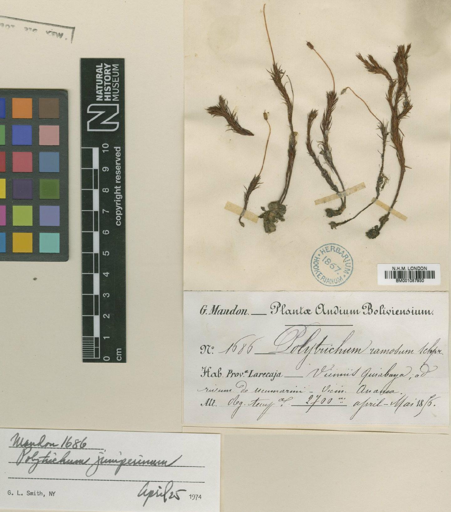 To NHMUK collection (Polytrichum juniperinum Hedw.; Original Material; NHMUK:ecatalogue:2349719)