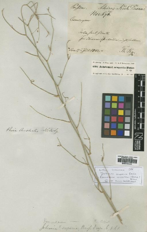 Peucedanum scoparium (Boiss) Boiss - BM000885399