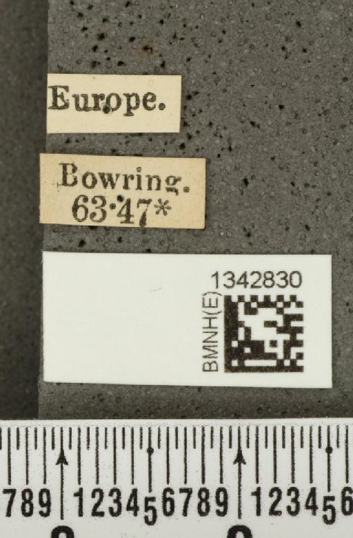 Crioceris (Crioceris) duodecimpunctata (Linnaeus, 1758) - BMNHE_1342830_label_12192