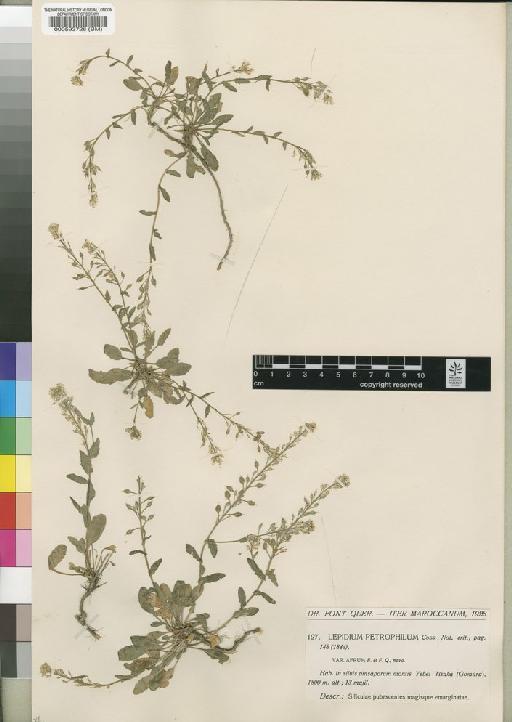 Lepidium hirtum (L.) Sm. - BM000593726